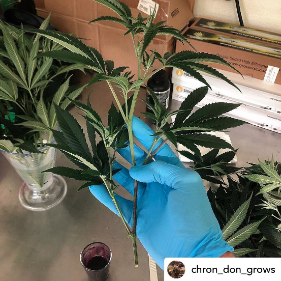 PermaClone's tweet photo. Posted by: @chron_don_grows on Instagram
“Send it ✨🌱 #clonegame #bigcuts #nobuts #aerocloner #permaclone #cannabis #420 #highsociety #cannabisculture #weed #cannabiscommunity #ganja #azcannabis #fueledbythc #dank #terps #naturalmedicine #soilgrown #onlysmokethefinest “ https://t.co/2ittwuwSoM