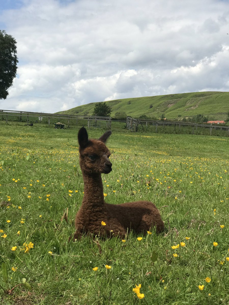 JulieCovell's tweet photo. Look what happened on Thursday!! A couple of weeks early but strong, perfect and gorgeous and now her human mummy Jacki at @beaconalpacas has seen her introducing another girl to her herd !
Beacon Iona #cria #alpaca #iona #brown #littlestunner #beaconalpacas https://t.co/6lmZFMP5LJ