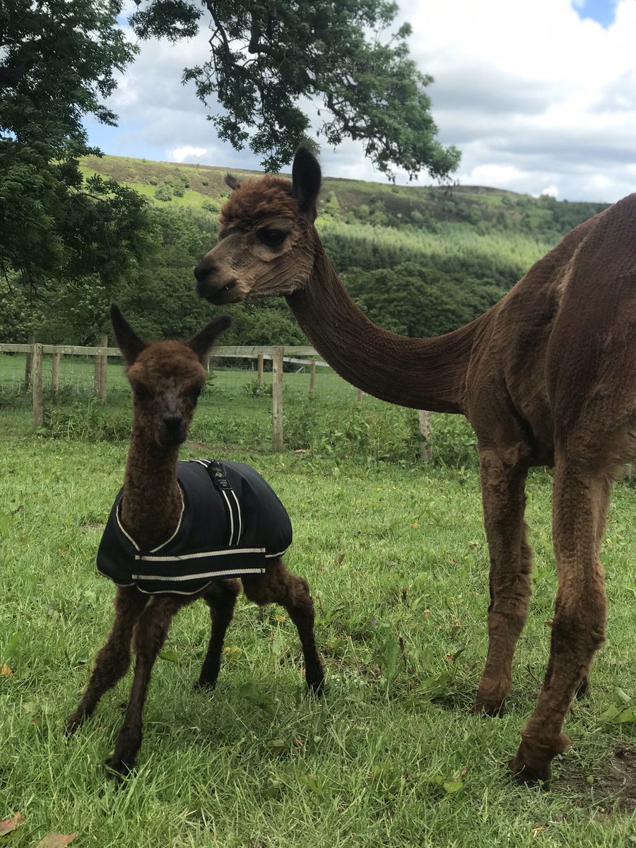JulieCovell's tweet photo. Look what happened on Thursday!! A couple of weeks early but strong, perfect and gorgeous and now her human mummy Jacki at @beaconalpacas has seen her introducing another girl to her herd !
Beacon Iona #cria #alpaca #iona #brown #littlestunner #beaconalpacas https://t.co/6lmZFMP5LJ