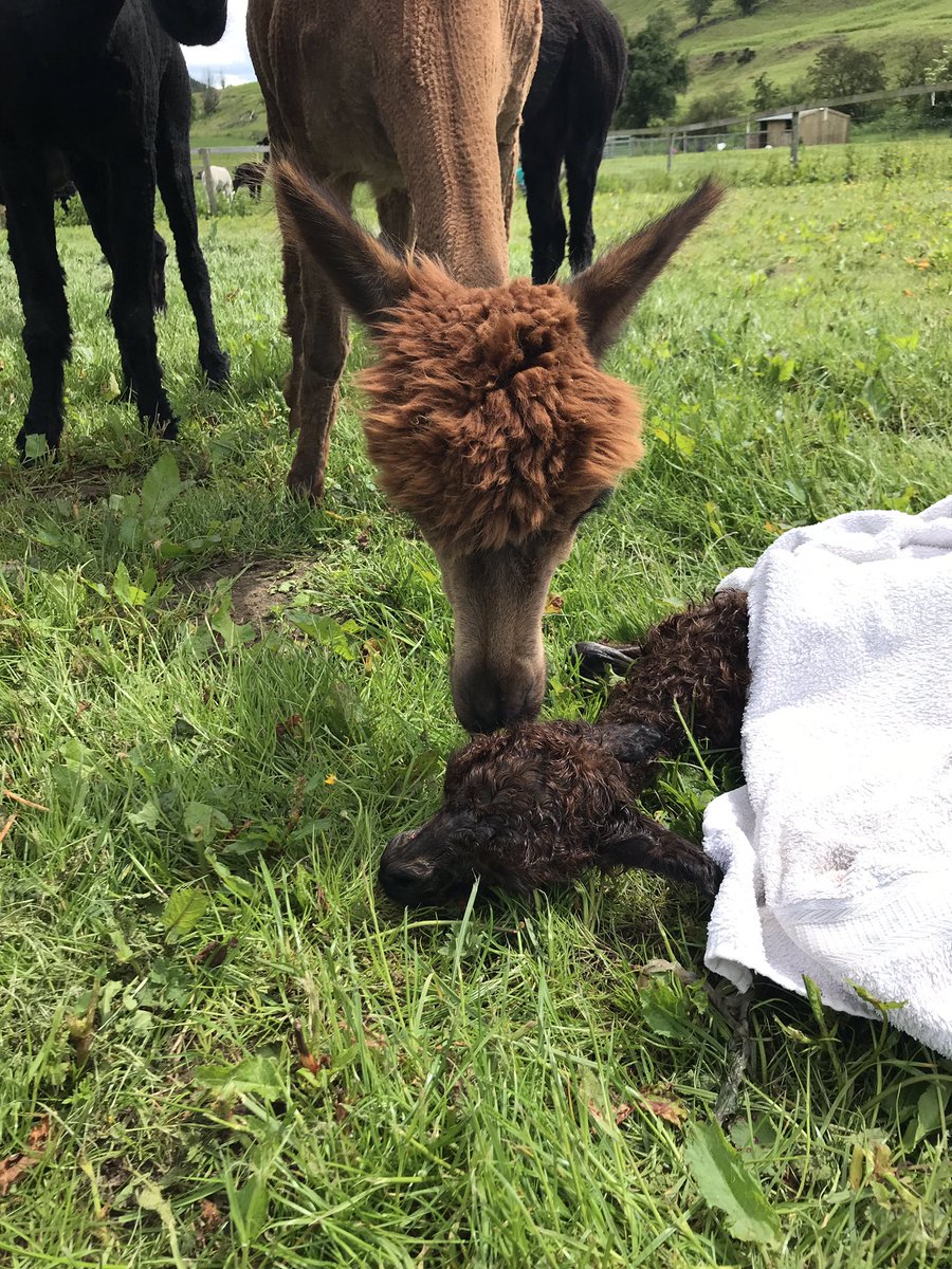 JulieCovell's tweet photo. Look what happened on Thursday!! A couple of weeks early but strong, perfect and gorgeous and now her human mummy Jacki at @beaconalpacas has seen her introducing another girl to her herd !
Beacon Iona #cria #alpaca #iona #brown #littlestunner #beaconalpacas https://t.co/6lmZFMP5LJ