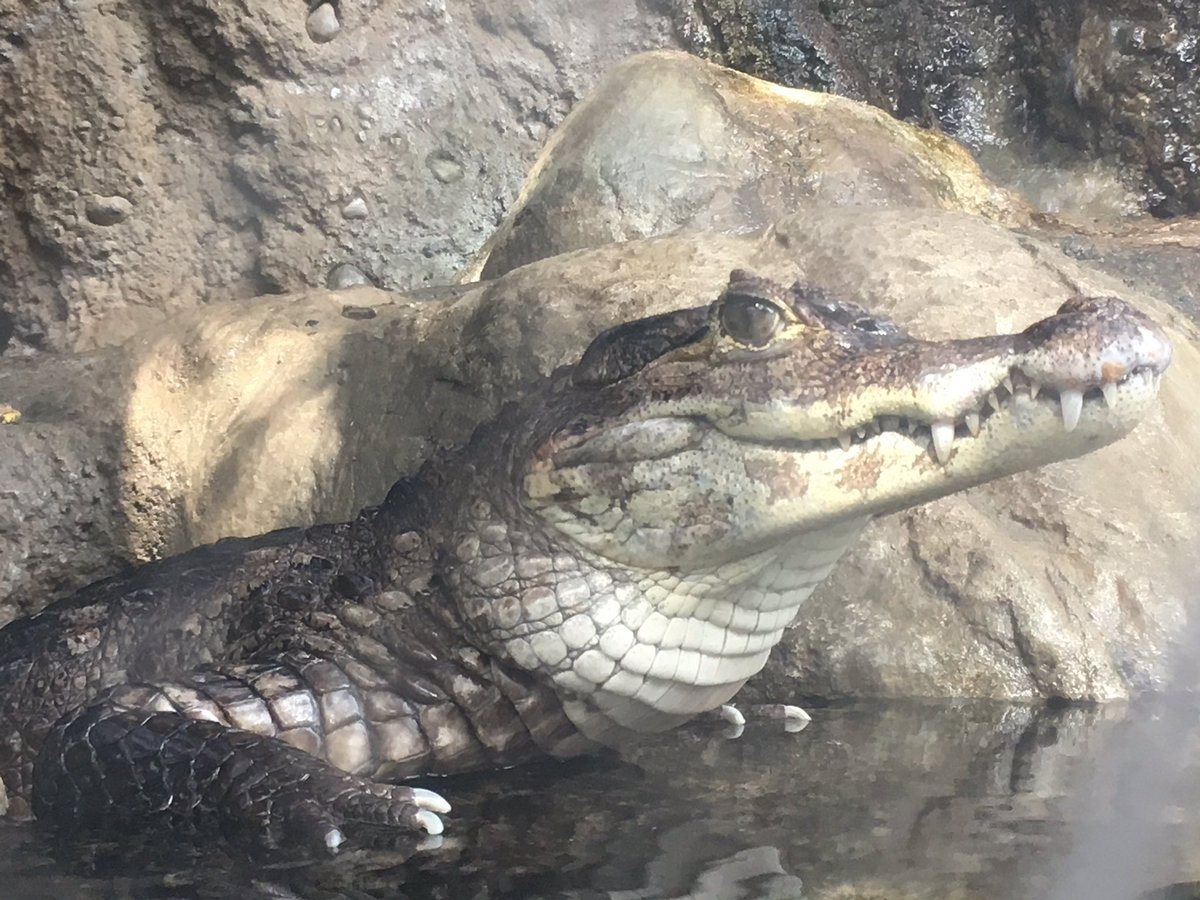 Here’s hoping you have a spectac-ular Saturday!  

#spectacledcaiman #crocodilians