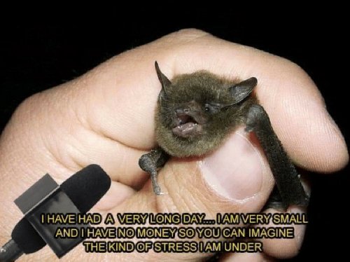 sustainableuf's tweet photo. Shoutout to all the bats out there! We appreciate you ♥️ #PollinatorWeek2019 https://t.co/fvkSxxEwAk