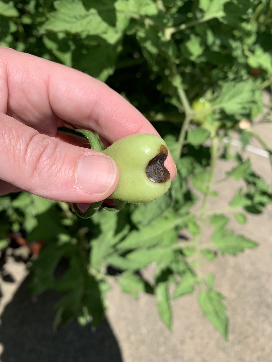Does anyone know why some of my tomatoes all of the sudden are turning brown at the bottom? They aren’t ripped enough to pick. Is this some type of plant problem? How can I fix it? #gardeninghelp