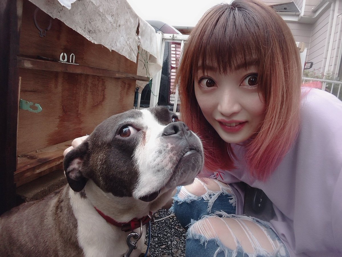 ピットブルミックス犬 ピットブルミックス犬