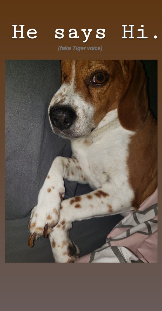BeagleFiles's tweet photo. Beemo is a little slow to get out of bed this Saturday morning.

#Beagle #beaglefacts #TakeYourDogToWorkDay #Beagles #BeaglesOfTwitter #dogsoftwitter #ProtectEachOther #P1 #theticket #musers https://t.co/4rL6QQHxPS