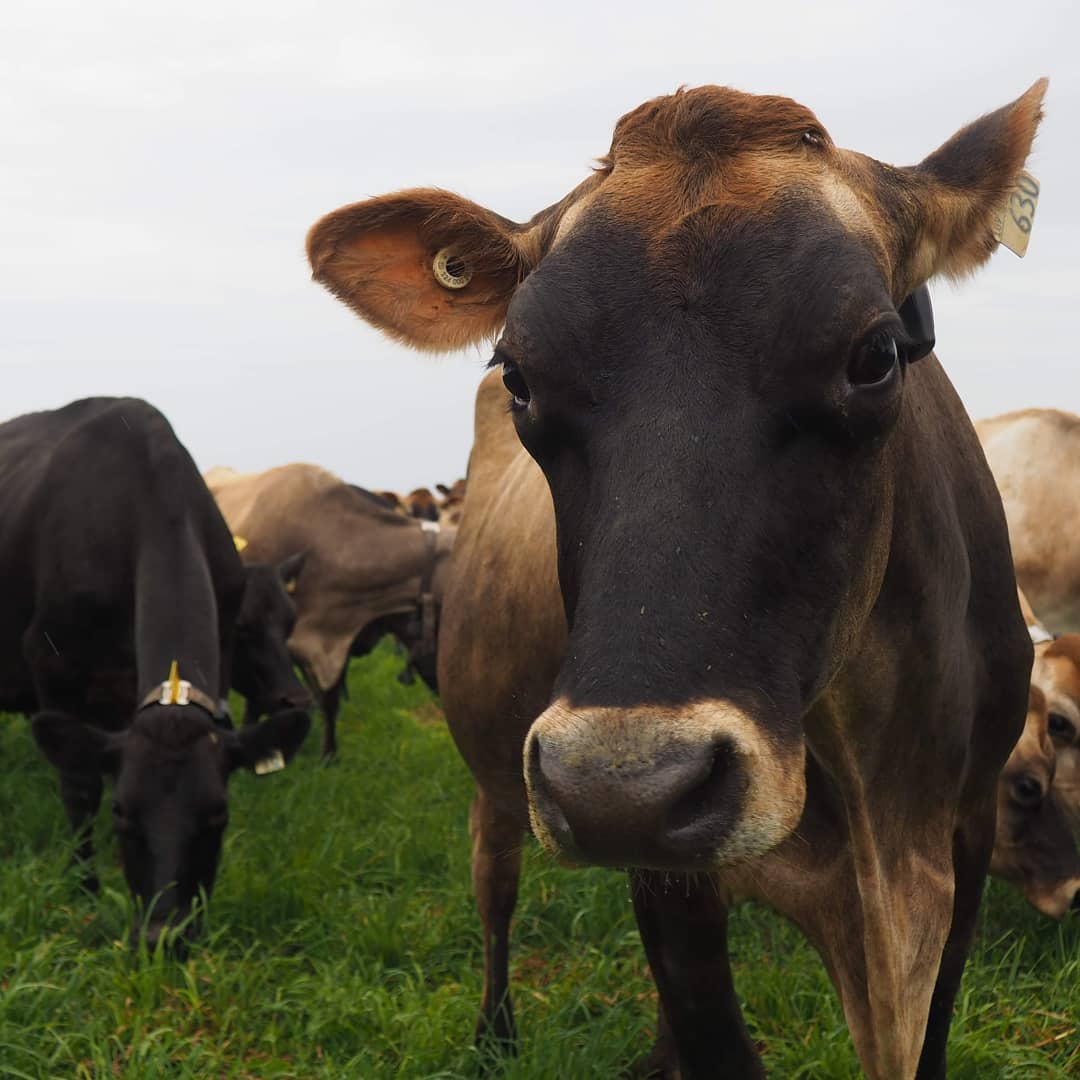 Découverte du processus de fabrication qui se cache derrière les délicieux fromages 100% biologiques de la fromagerie l'Ancêtre.

mamanetcie.com/nos-idees/1129…