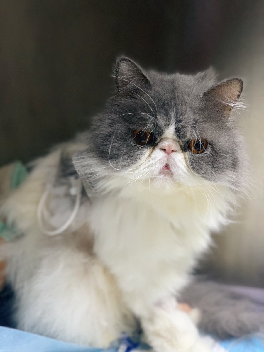 ผมเริ่มดีขึ้นแล้วคร้าบ แต่ผมยังหาสาเหตุพี่หนองในอกผมมาจากไหนไม่ได้! เอาใจช่วยผมนะคร้าบบ✌🏼 วันที่10แล้วผมอยากกลับบ้าน