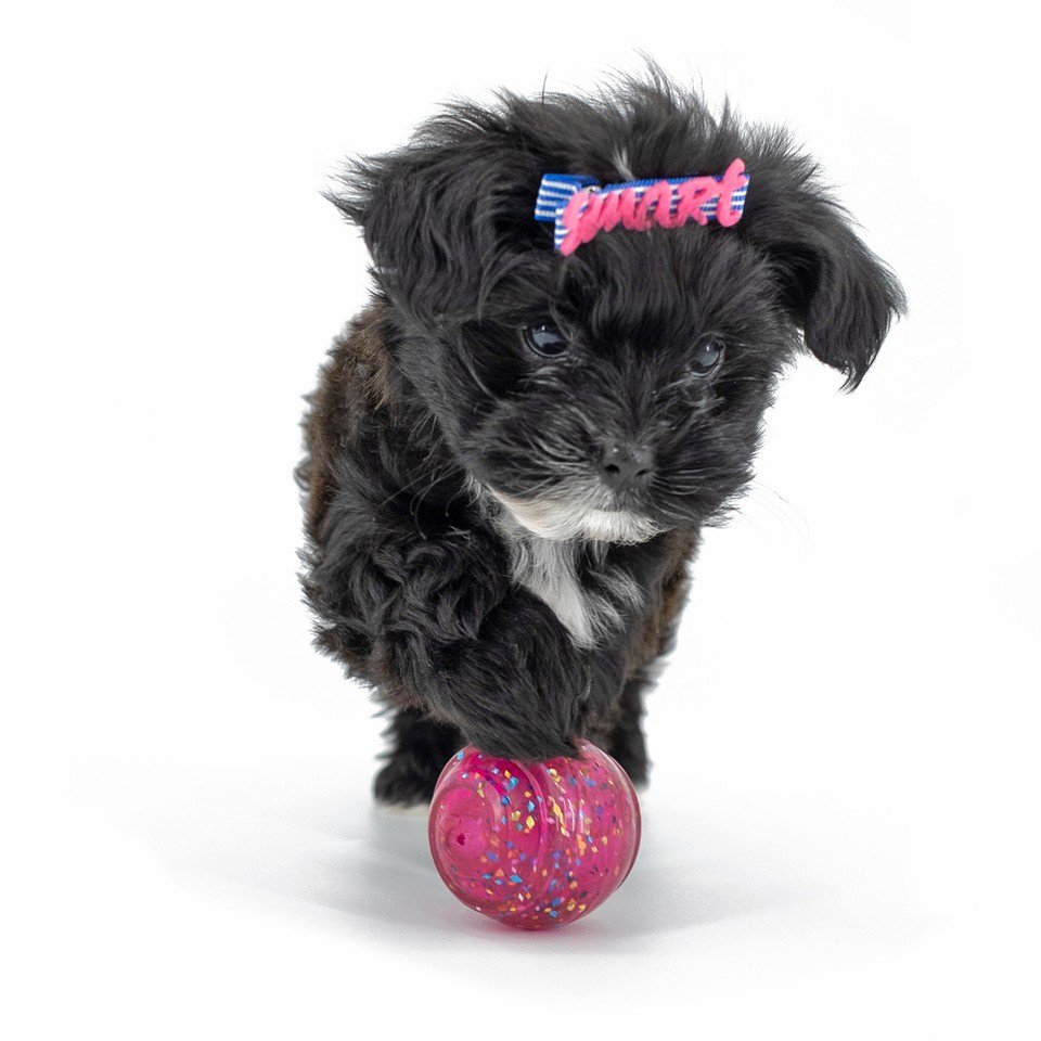 promikapets's tweet photo. Addicted to living my best life. #haveaball
⁣⠀
Promika is your trusted source for affordable flea &amp; tick products. ⁣⠀ https://t.co/sMygZgM6VL
