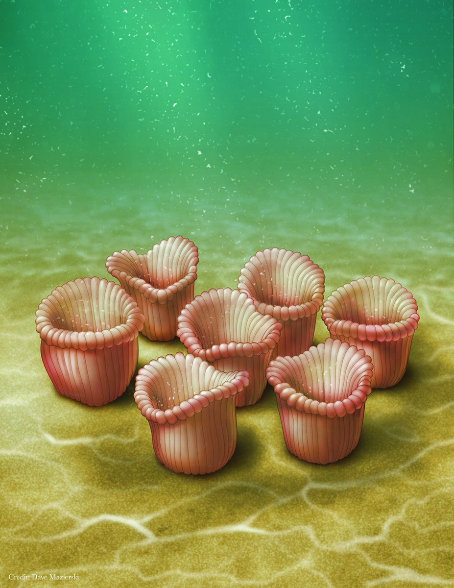 An ancient organism’s feeding habits gives new meaning to “family style” meals. advances.sciencemag.org/content/5/6/ea…