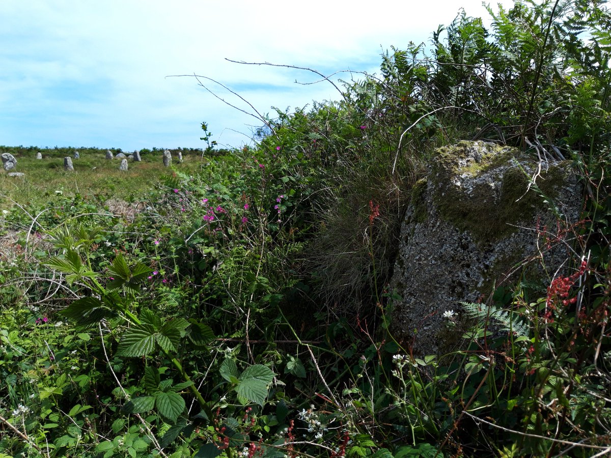 Ruined in the 1960's, Tregeseal West stone circle has some stones remaining in the hedge.1. Fairly sure of this one.2. These 2 looked suspiciously large/dumped/not really part of the hedge. (?)3. Another one?Feel free to comment / speculate / mock me! #PrehistoryOfPenwith