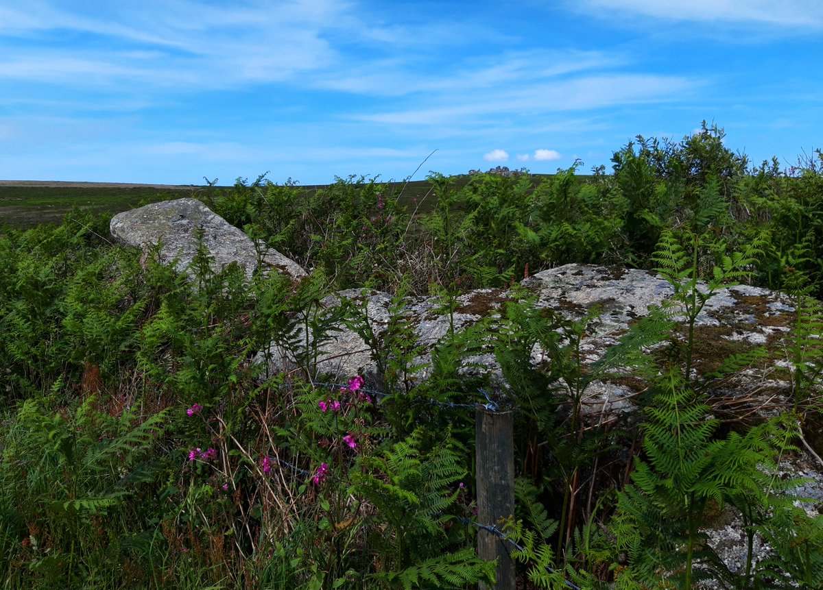 Ruined in the 1960's, Tregeseal West stone circle has some stones remaining in the hedge.1. Fairly sure of this one.2. These 2 looked suspiciously large/dumped/not really part of the hedge. (?)3. Another one?Feel free to comment / speculate / mock me! #PrehistoryOfPenwith