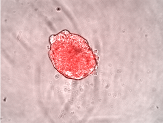 Learn about spheroid painting with non-toxic far-red #DRAQ9 - Prof Rachel Errington, Parallel 04, 11.10am Sunday 23rd. #CYTO2019
