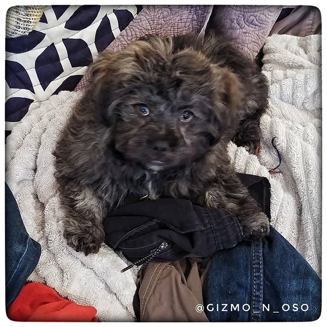 Gizmo_Lowrance's tweet image. It&apos;s time to play, not fold laundry!  #brothersmayhem #cutestpuppyever #prapso #prapsopuppy #malshi #maltesemix #shihtzumix #puppylove #tinydogs #AdventureDogInTraining #assistanteditor #cutepuppies  #cutedogs #adorablepuppies #bookchewer #puppiesofinsta… bit.ly/2XwcGEB