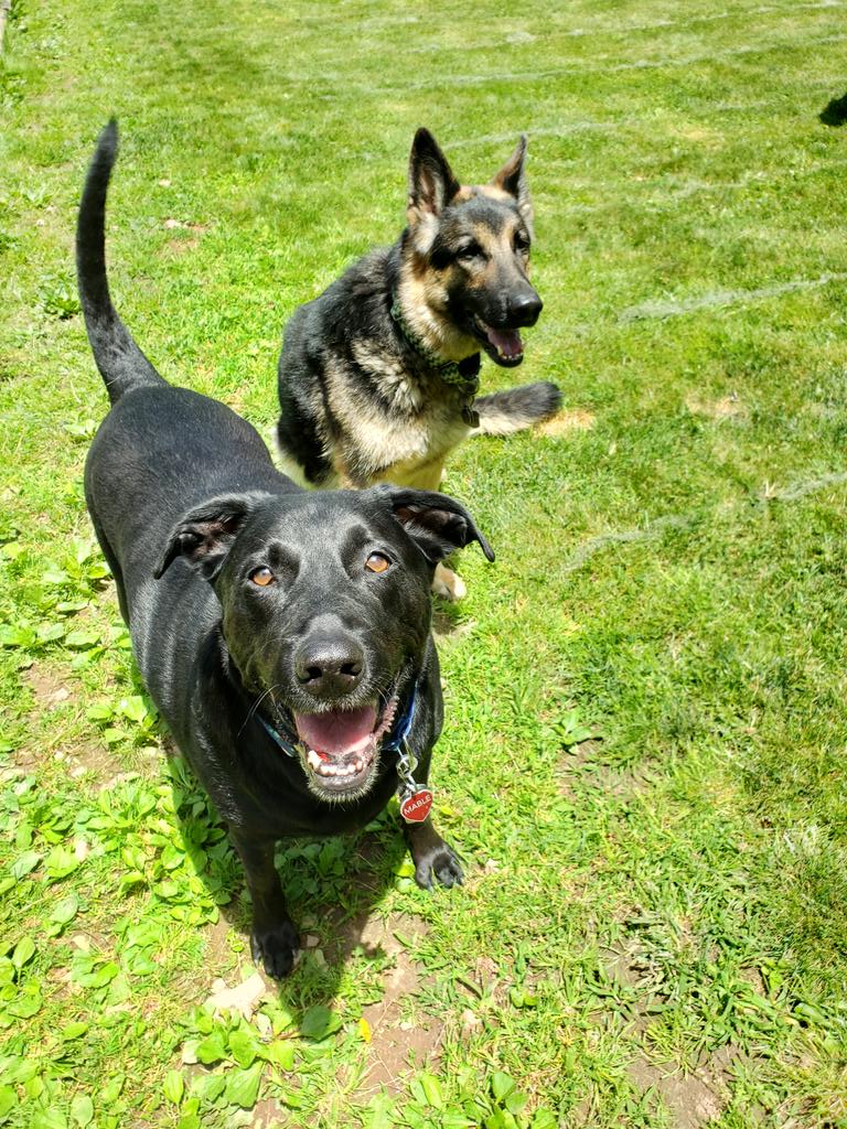 ChezMable's tweet photo. Beautiful Saturday to play! #ChezMable #NoOffenseMargaret #RescueDogsRock #RescueKittiesRockToo #AdoptDontShop #HeartMelterFromAShelter #Labrador #Labs #LabOfInstagram #GermanShepherd #GSD #GSDOfInstagram #IGDogs #IGLab #IGGSD #DogsOfInstagram #DogsOfPittsburgh #PittsburghPup https://t.co/P41stNvLD5