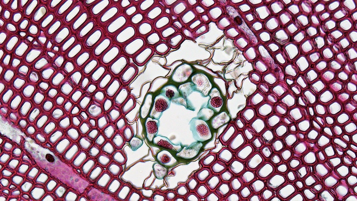 plantae_org's tweet photo. Gymnosperm Stem: Resin Duct in Three Year Pinus: https://t.co/W1fWzF2hdD 
Because of the greater production of xylem, the vascular cylinder is dominated by radially arranged rays of secondary xylem interspaced with medullary rays of parenchyma cells. More: https://t.co/TlGvWQwuXJ https://t.co/uflutaG4RH