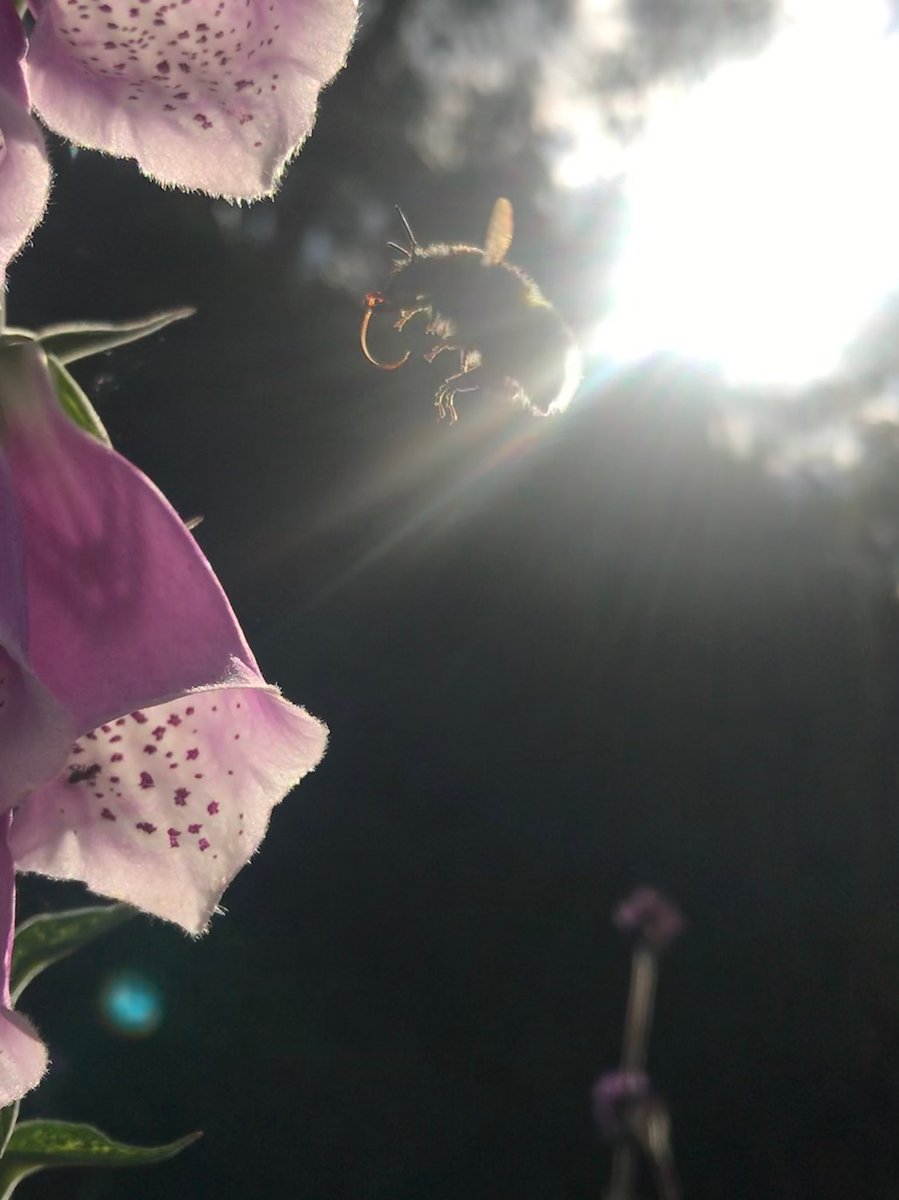NMPearson's tweet photo. #nmpearsonphoto #photo #photography #bee #photooftheday #amazing https://t.co/PxQLzvtpau