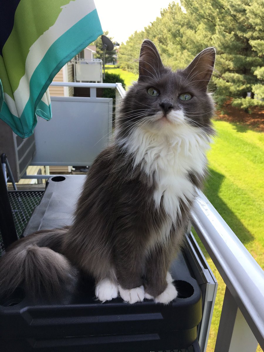 Miss_Phoebe_Lee's tweet image. This is Phoebe’s mom.
Phoebe’s missing. We think she jumped off the deck. She was seen outside the house at 7 am by a neighbor who didn’t tell us. We’ve searched our whole neighborhood for hours. PLEASE help us spread the word we are in Middletown NY, I am distraught😭#MissingCat