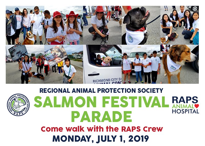 Join RAPS at the <a href="/SalmonFest/">Steveston SalmonFest</a> Festival and Parade — a Canada Day tradition! It's always a fun time! RAPS is a beloved community asset and the response we get every year at the parade is so uplifting. Be a part of it. Email mandy@rapsbc.com #CanadaDay #SalmonFestivalParade