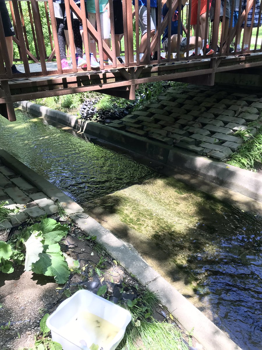 Such an eventful Friday. We enjoyed play day, the talent show,  and the release of our froglets!