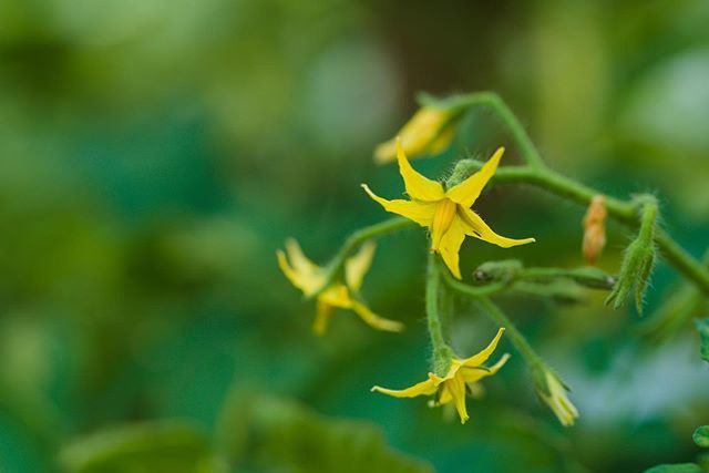 プチトマトの花