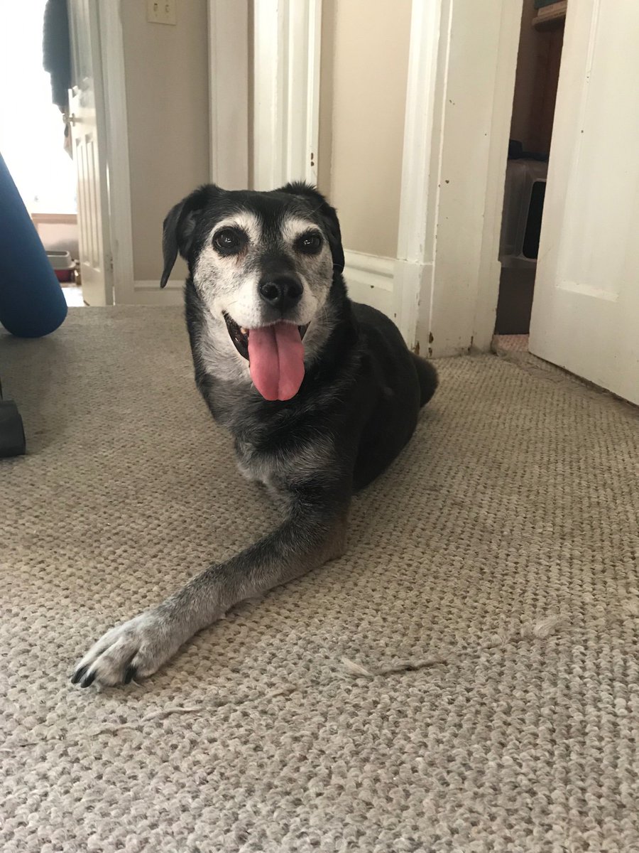 screamqueen084's tweet image. Ruby the tripawd is here for a visit! #dogsofwftda