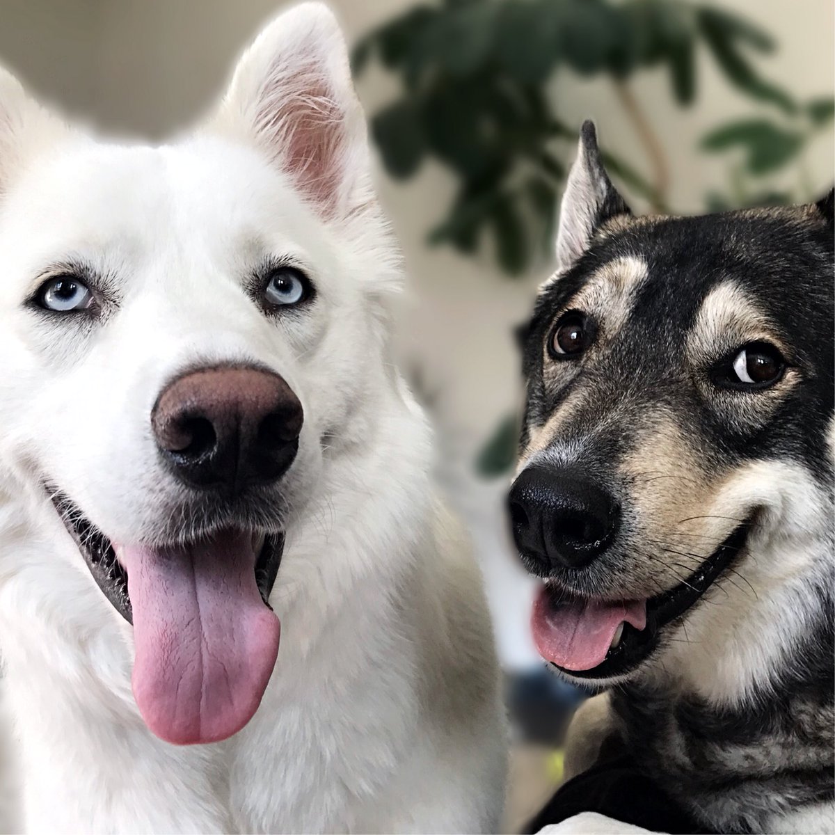MissAnnaXtina's tweet photo. Inseparable 🐶😍 #HuskyLove #PuppyLove #Inseparable #AlwaysTogether #Husky #RescueDogsRock #RescueDogs #Adopt #AdoptDontShop #Rescue #SaveOurScruff #SaveOurScruffAlumni #ScruffLife #Chanel #Chase #BellAnima #HuskyLife #Adorable #Love #Lovebug #Summer #WhoRescuedWho #Weekend https://t.co/M7aWHhM8mt