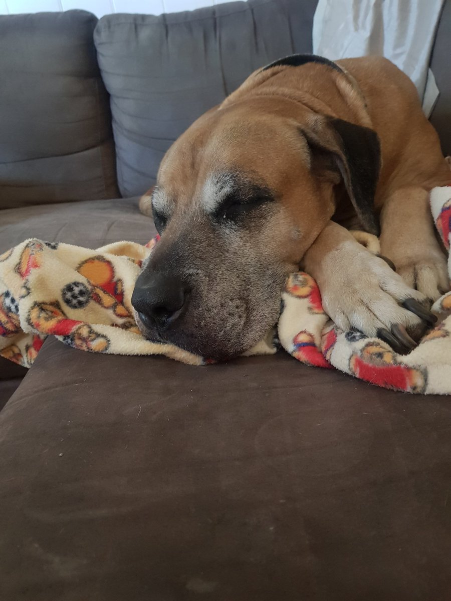 GailElizabethW's tweet photo. Da puppy is snoozing through #Insiders. Too cold to be thinking of going outside. #LifeWithRoy https://t.co/gFjKcsRRo3