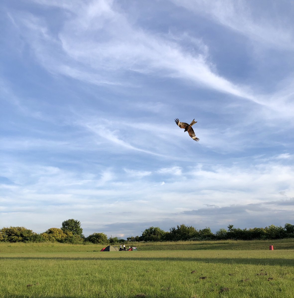 HistoryPRS's tweet image. On the hunt for leftovers 🦅