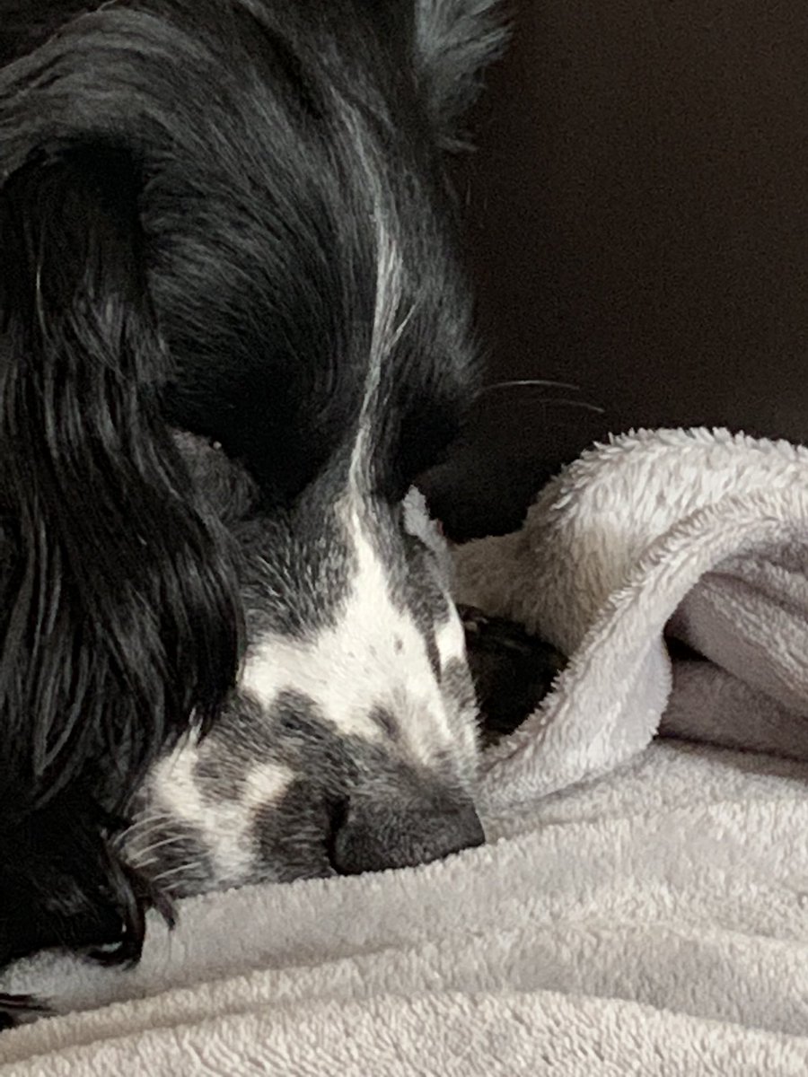 dizzywizzy's tweet image. #sleepyboy #springer #blackandwhite #instapic #picoftheday