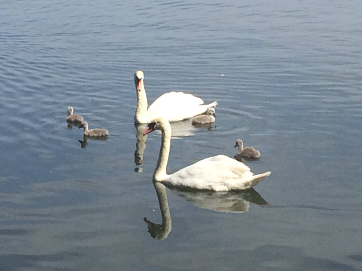 RachelLBurnsme's tweet photo. Morning walk - bit of #writingediting then visited lots of gardens https://t.co/CV2wyKSbhJ - so quite a nice day. https://t.co/btzubnCpcE