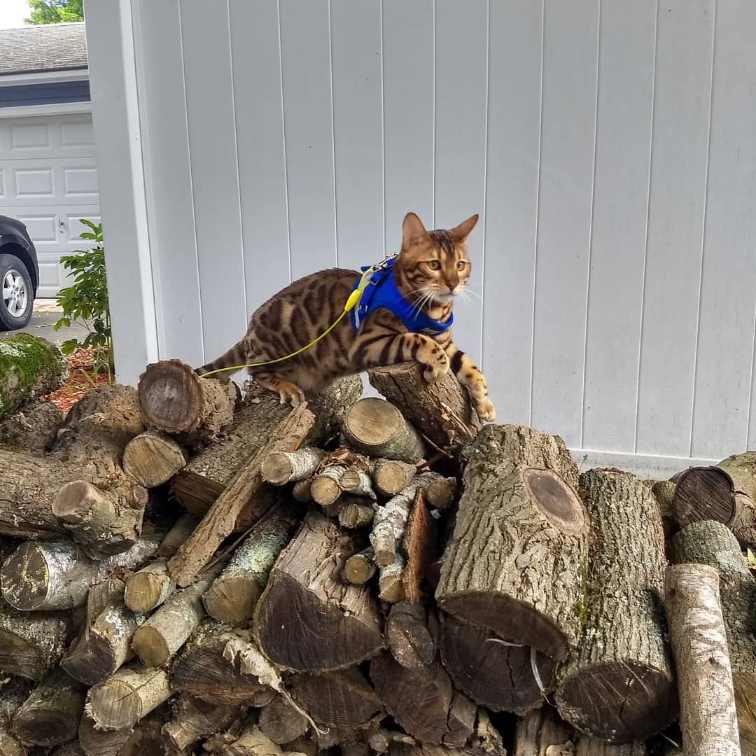 Benjithebengal's tweet photo. 1 year ago today my pawrents took me home 🏡 🎉🍾🐱🐾

#catsofboston #catsoftwitter #catoftheday #caturday #bengalworld #bengalcat #bengal #bengalgram #catphoto #catlover #homesweethome #homeworkout #outdoors #outdoorfun #wood #woodpile #methuen #boston #massachusetts https://t.co/KCQryAaPl6