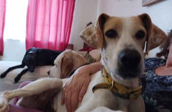 millypod1's tweet photo. 🆘HEATHER #Lost #ScanMe SPAYED
VERY NERVOUS 😢White &amp; Orange Pointer Female
Glory Farm #Bicester #Oxfordshire #OX26 
SIGHTINGS PLZ☎️01869 320456 / 07841487581 or 07713073393
https://t.co/O0vcDEy8ov https://t.co/y3e5Fa537U