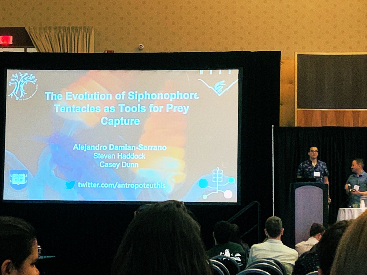 planktomancer's tweet image. Today I had the pleasure to share our findings on #siphonophore tentacle diversity and diet-driven evolution at #Evol2019 . @yale_eeb #SiphWeb Preprint: biorxiv.org/content/10.110…
