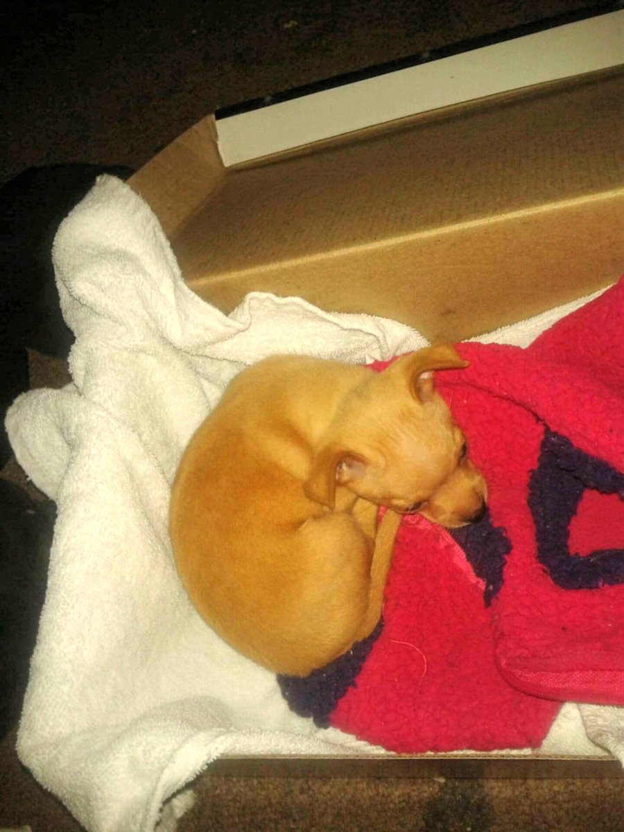 <a href="/PetcoMexico/">Petco México</a> El más pequeño de nuestra manada (de tamaño) se llama Tomy, ya tiene 7 añotes