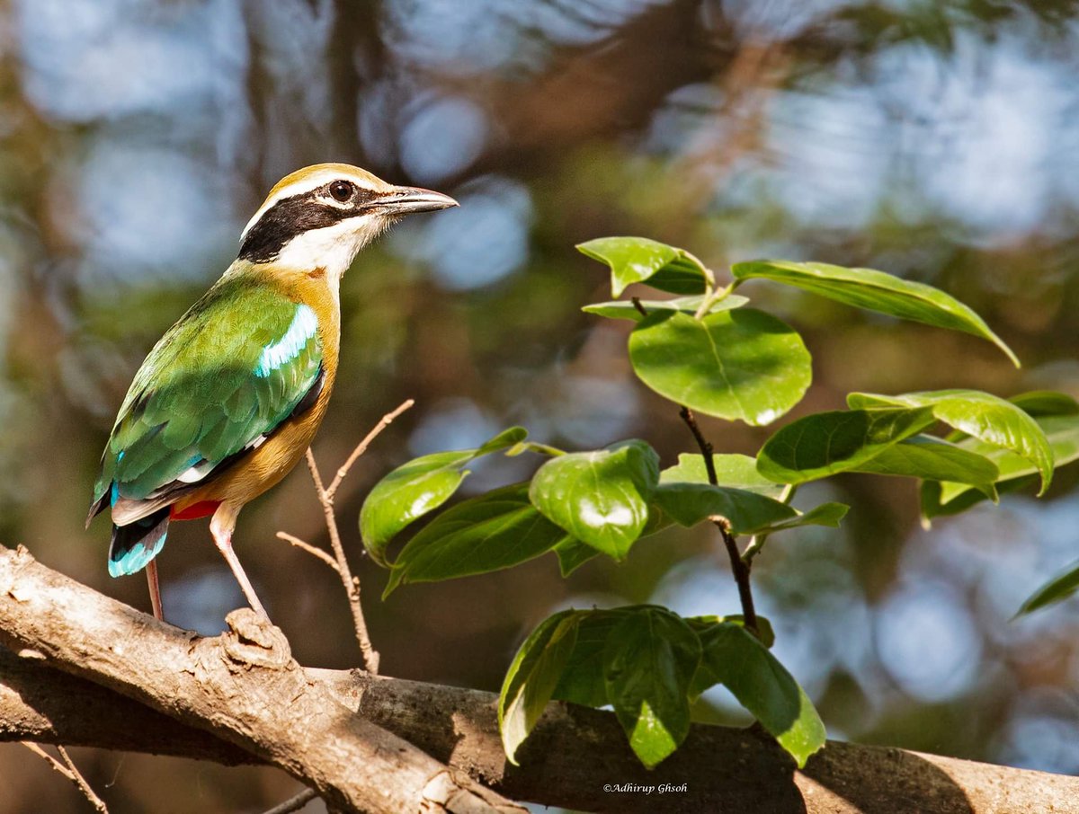 #indianpitta #birdphotographotograhy #natgeobirds #indianbirds #bird_captures #bird_watchers_daily #bird_lovers #birdplanet #bird_brilliance #wildlifephotography #indianwildlife #wildlifeofindia #wildlife_inspired #wildlifeplanet #naturephotography #nature_perfection