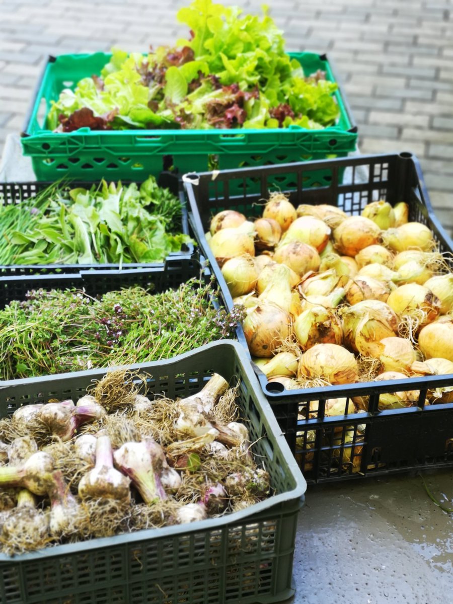 GooseberryFarm's tweet image. You've gotta love June, hard work and something to fill your belly.