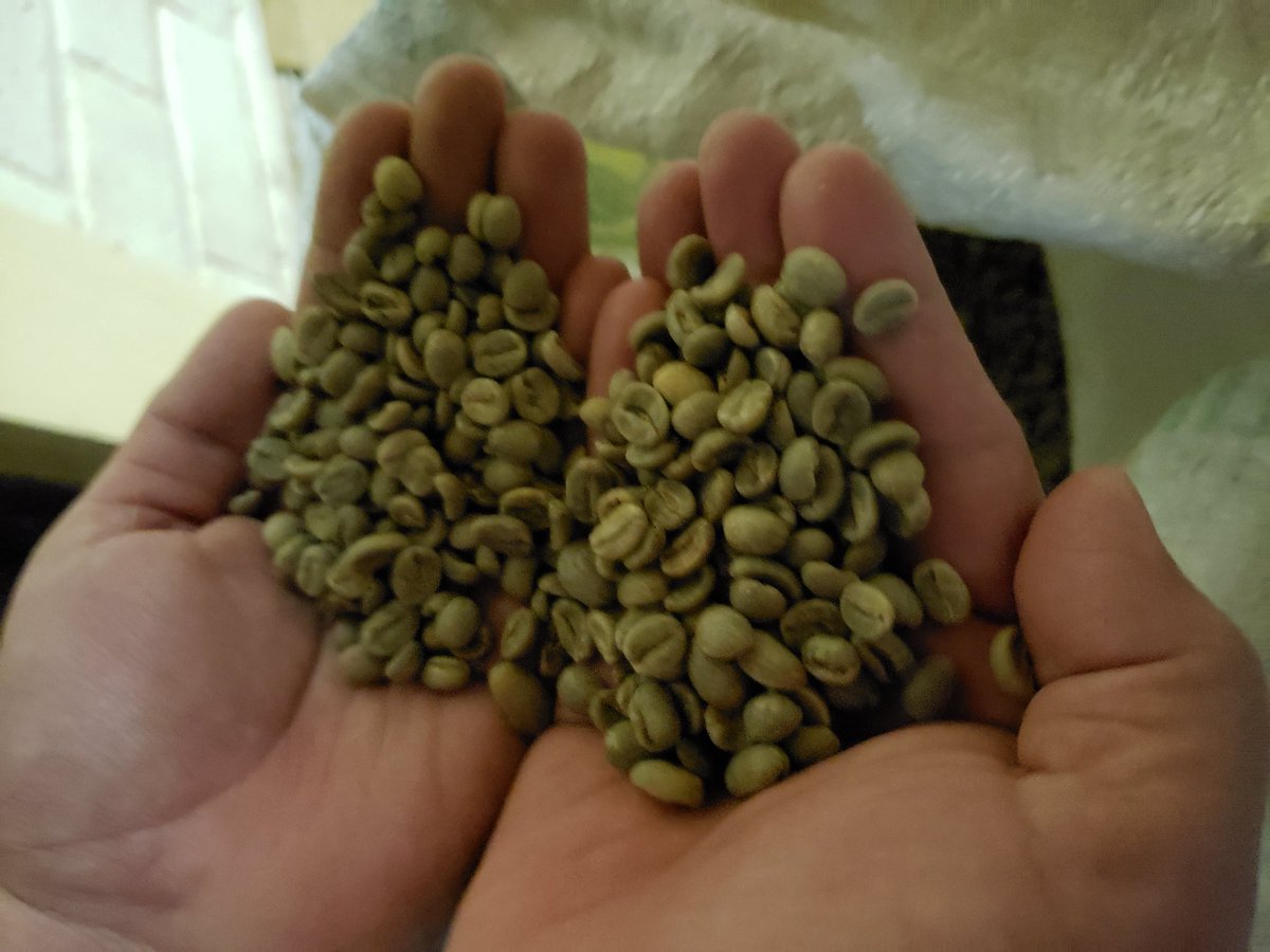 soylocalsv's tweet photo. Hoy aprendimos más sobre el proceso del café salvadoreño gracias a #AvivaCafe y @pais_marca 

#ConsumeLocal #OrgulloLocal #SoyLocalSv #cafesalvadoreño #ElSalvador https://t.co/2ILGnWwKfi