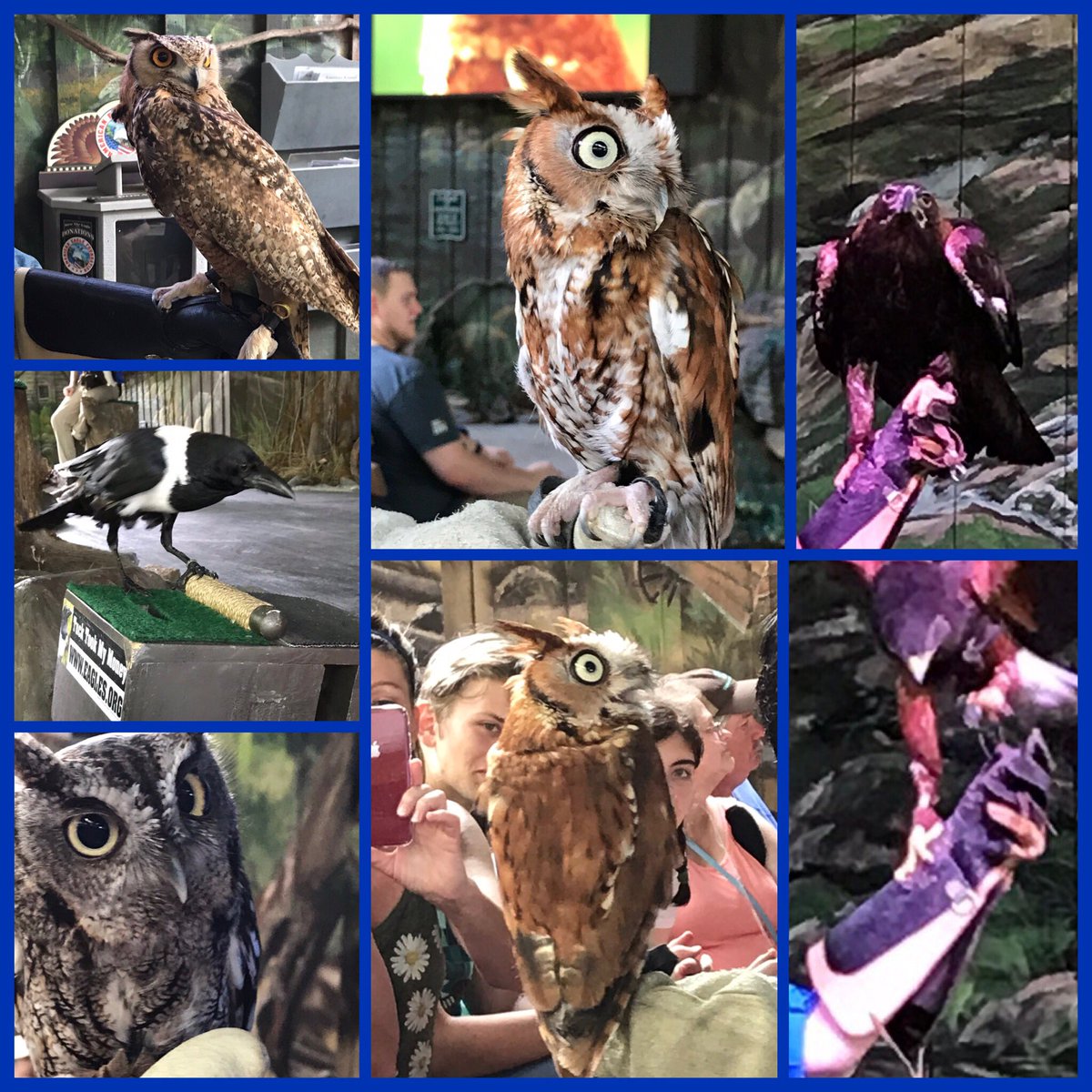DW_Eagle_Cams's tweet photo. Beth, Brad and some of the stars at the Wings Of America show at @dollywood @aefeagles #eaglemountainsanctuary #americaneaglefoundation #wingsofamerica #pigeonforge #dollywood #raptors #hawks #vultures #eagles https://t.co/y6jpNmElY9