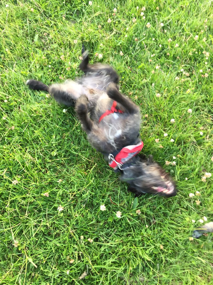 smiththewhippet's tweet photo. .@BuddyDoggy had a roll in the grass too! The grass is GOOD for rolling in today! https://t.co/40BN7KO7ZP