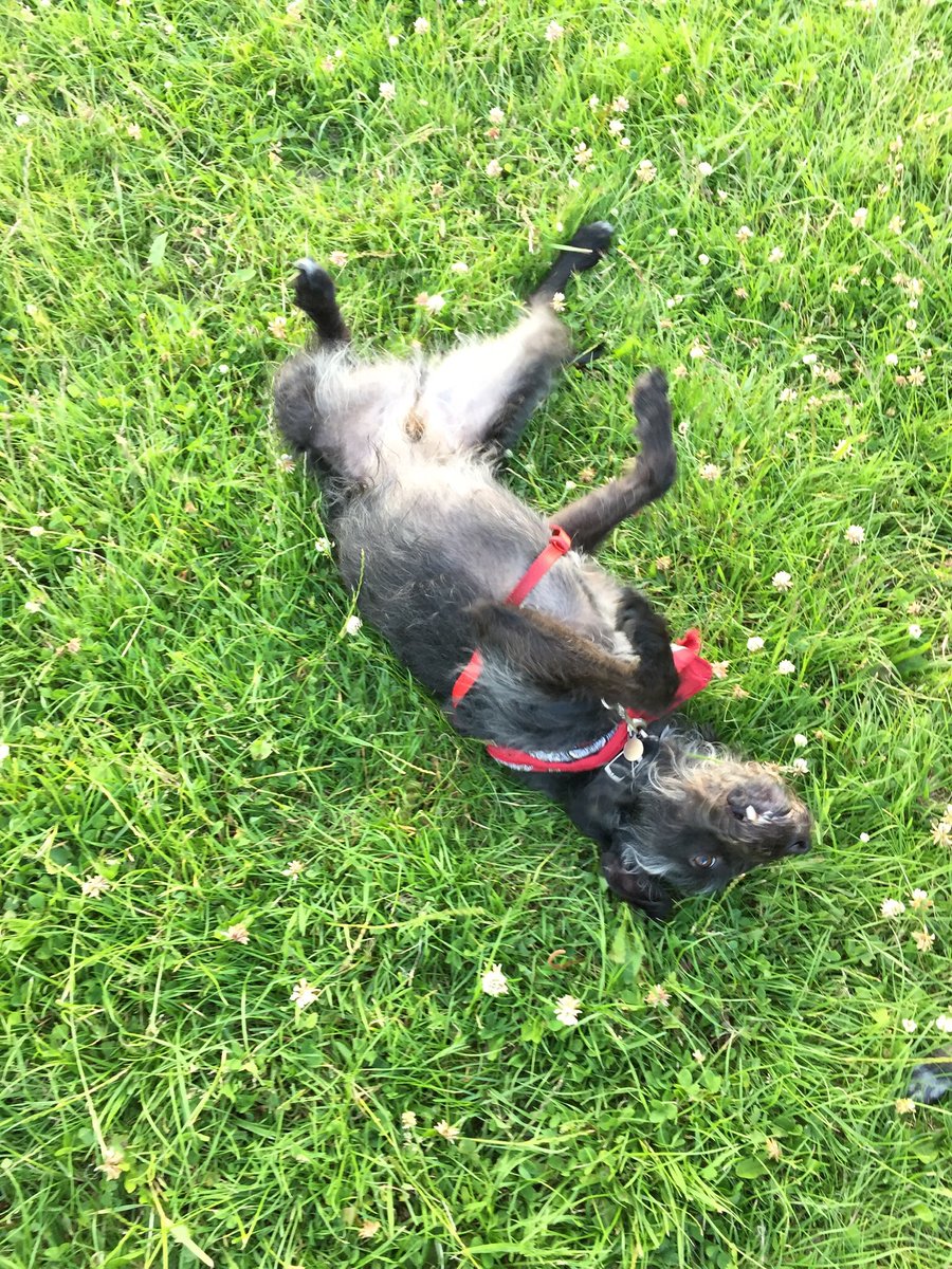 smiththewhippet's tweet photo. .@BuddyDoggy had a roll in the grass too! The grass is GOOD for rolling in today! https://t.co/40BN7KO7ZP