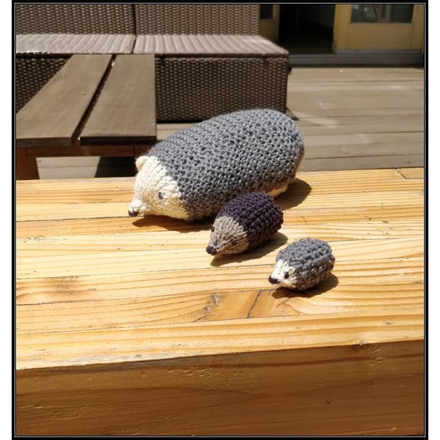 It's a nice sunny day in Los Angeles. My friend Hi Chew is out and about with his family: Meet Licorice and Lil Chew. .
.
.
.
.
.
#sunnysoutherncalifornia #socal #hedghog #hedgiesofinstagram #hedgie #knittoys #handmade #toys #ibstatots #tinytoys #plushie… bit.ly/2Rus9iU