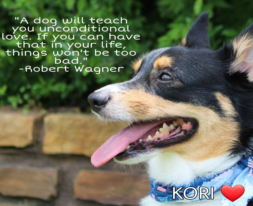 AMSHVets's tweet image. #amshvets #tulsaoklahoma #brokenarrowoklahoma #corgisofinstagram #dogsofinstagram #awwwwwww #love #soadorable #precious #kori