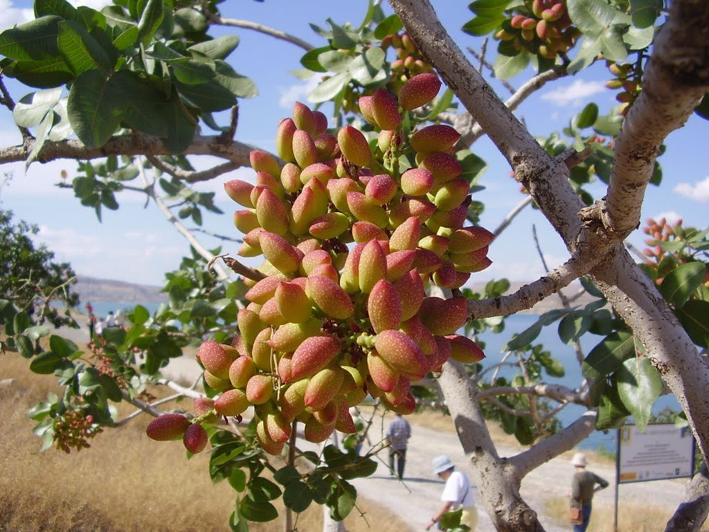 luv2garden3's tweet photo. How to Grow Pistachio Nuts
https://t.co/lv0Tgbrxii
Conditions for pistachio are a reason their geography is limited. 95 - 100 F with low humidity. ~But~ Uzbek pistachio can withstand temperatures down to 10 F degrees below zero as well as hot, dry temperatures #growsomenuts https://t.co/xjiRSmqQOq