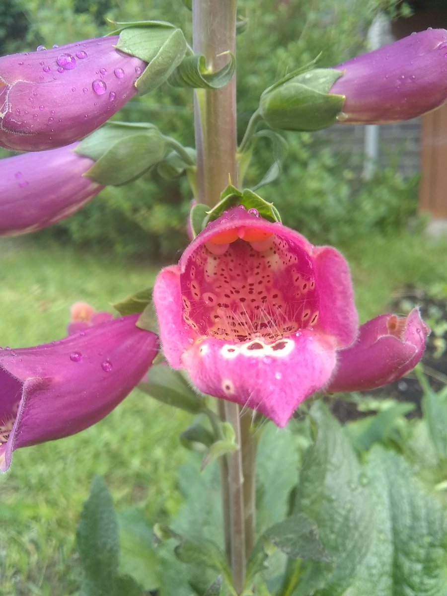 At first I thought planting something just because it shares a name with a Bruce Cockburn song was a bit puerile, but that was before I understood how pretty foxgloves are