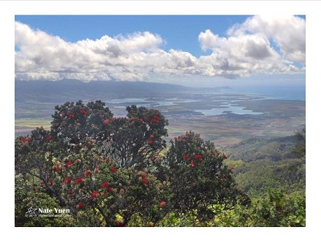 HSPLSHI_HIgov's tweet image. Learn how to protect the native species of Hawai&apos;i &amp;amp; how to plant pono with Molly Murphy of the Big Island Invasive Species Committee at the #KailuaKonaLibrary on Saturday, July 6 at 10 AM: librarieshawaii.org/event/communit… #CommunitySeedLibrary #ProtectingNativeSpeciesofHawaii #HSPLS