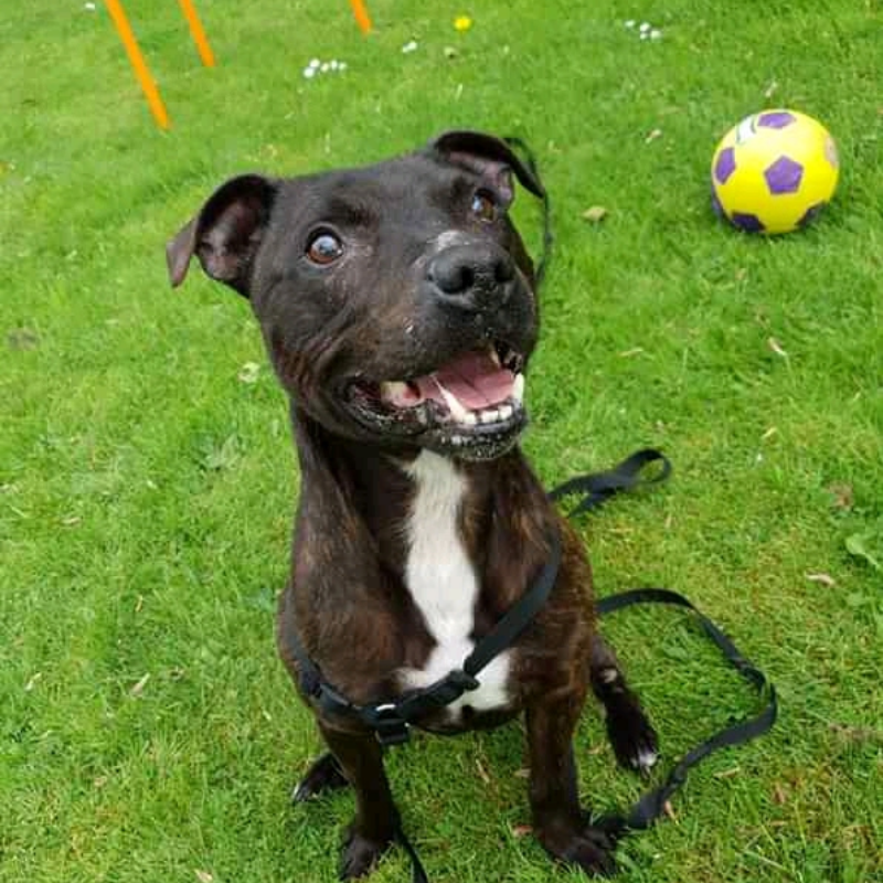 🐕LUCA🐕 11 years old and loves everyone he meets - dogs and humans alike! Scotland rehome. 

Please RT to help find his furever home.
You'll find all details and an enquiry-form here
findingfureverhomes.org.uk/dogs/luca/