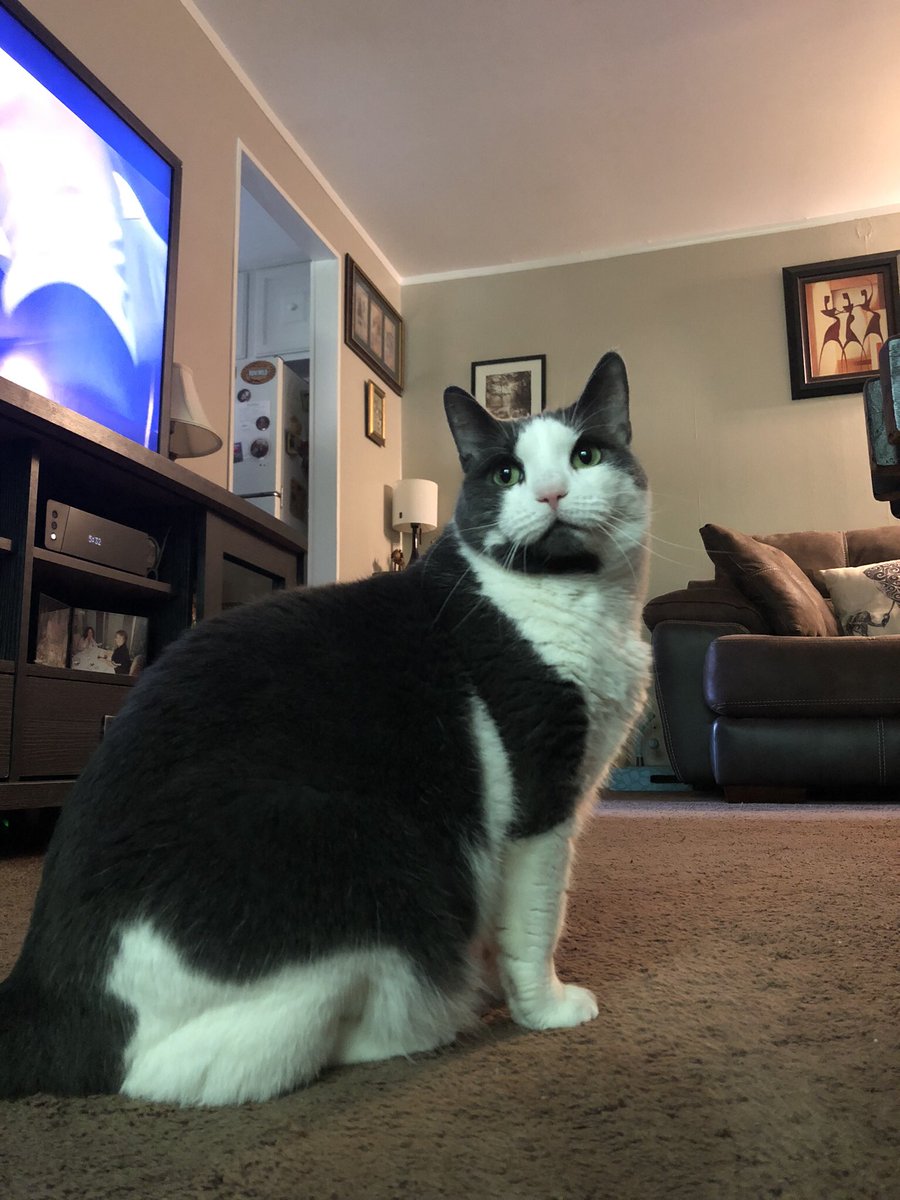 SaberSmirk's tweet image. #Caturday Zeldacat #sheissocute