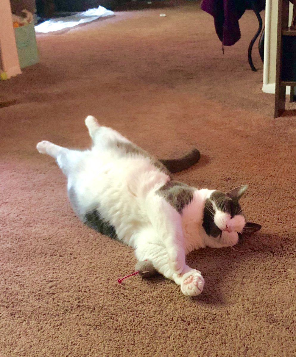 SaberSmirk's tweet image. #Caturday Zeldacat #sheissocute