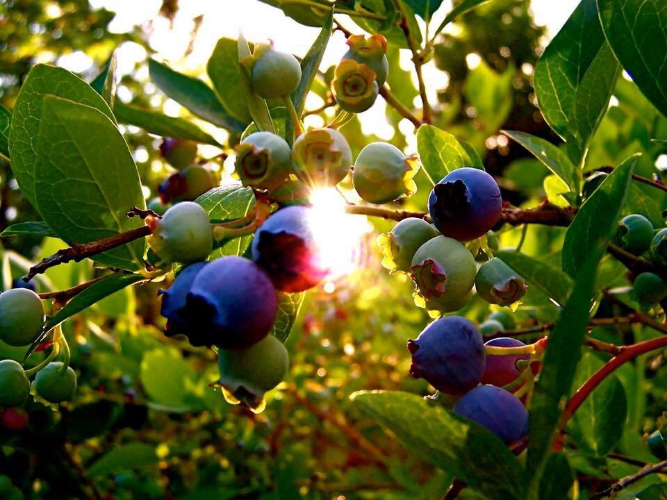 It’s a wonderful evening for picking organic blueberries! We are open til 7pm for a twilight pick. Picking days will be very limited next week, so come now and get some if ya want em!

#weeksbayplantation #upick #organic #blueberry #farm #fairhope #fairhopealabama #baldwincounty
