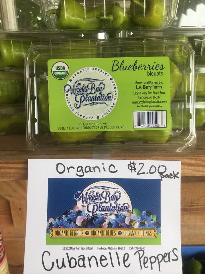 WeeksBayBERRIES's tweet photo. It’s a wonderful evening for picking organic blueberries! We are open til 7pm for a twilight pick. Picking days will be very limited next week, so come now and get some if ya want em!

#weeksbayplantation #upick #organic #blueberry #farm #fairhope #fairhopealabama #baldwincounty https://t.co/M5T33Y9trV